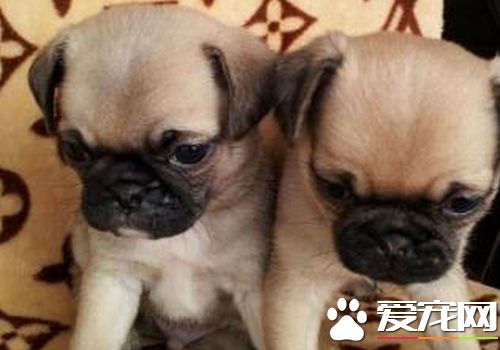 如何訓練巴哥犬 不允許它做的事時就要懲罰它