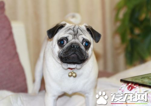 如何訓練巴哥犬 不允許它做的事時就要懲罰它