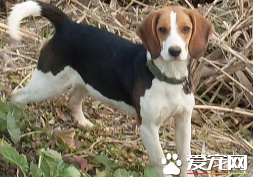 如何訓練比格犬狩獵 可以使用美食去引誘