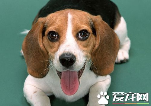 如何訓練比格犬狩獵 可以使用美食去引誘