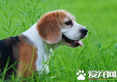 如何訓練比格犬狩獵 可以使用美食去引誘