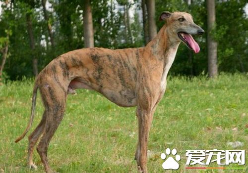 如何訓練靈缇幼犬 訓練靈缇一定要有耐心