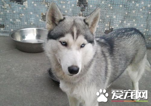 如何訓練哈士奇 蘿卜加大棒策略是最佳訓練方法