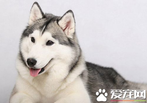 如何訓練哈士奇 蘿卜加大棒策略是最佳訓練方法