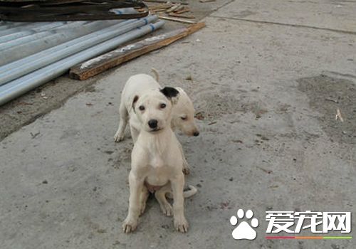 如何訓練靈缇幼犬 訓練靈缇一定要有耐心