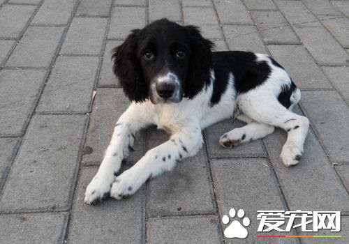 如何訓練史賓格犬 需要先建立一個良好的關系