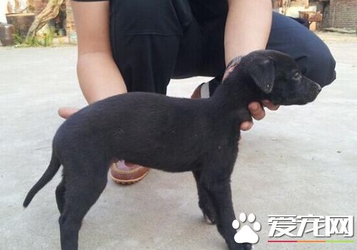 如何訓練靈缇幼犬 訓練靈缇一定要有耐心