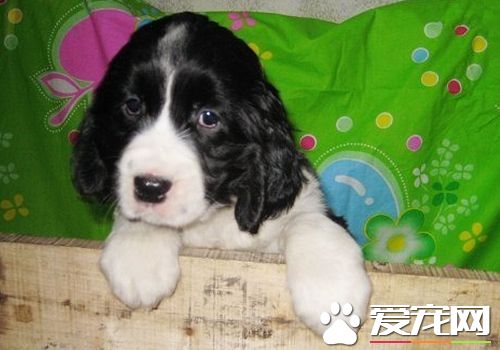 如何訓練史賓格犬 需要先建立一個良好的關系