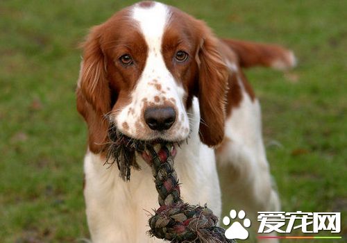 如何訓練史賓格犬 需要先建立一個良好的關系
