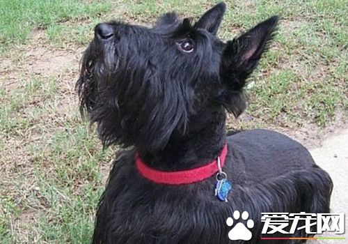 如何訓練蘇格蘭梗 訓練蘇格蘭梗要給以指導
