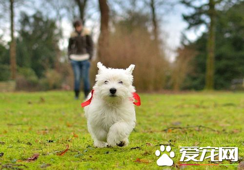 如何訓練西高地白梗 可以采用誘導法的方式來訓練