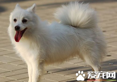 如何訓練銀狐犬大小便 在外面排便給予食物獎勵