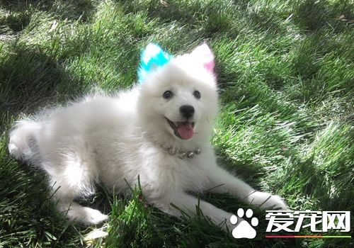如何訓練銀狐犬大小便 在外面排便給予食物獎勵