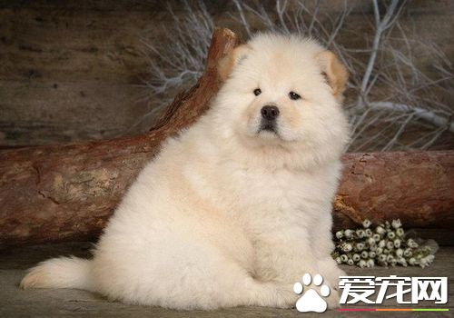 松獅犬如何訓練 需要根據松獅犬的個性進行訓練