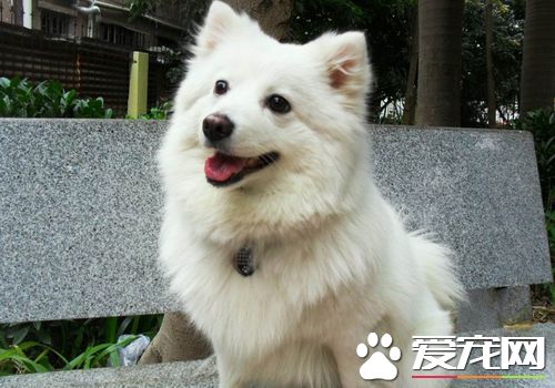 如何訓練銀狐犬大小便 在外面排便給予食物獎勵