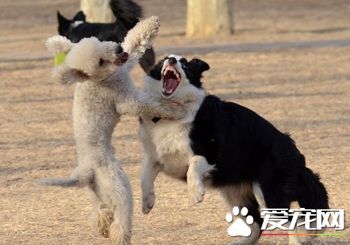 如何訓練貝靈頓梗 一種非常靈敏好訓練的狗狗
