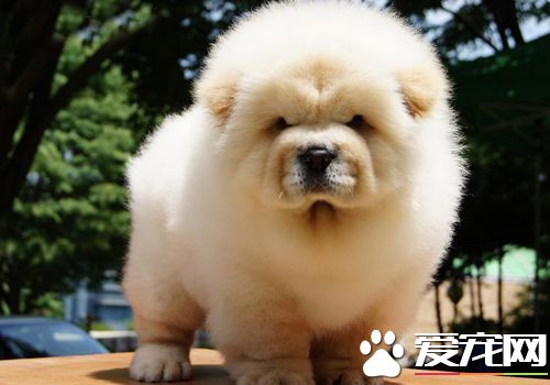 松獅犬如何訓練 需要根據松獅犬的個性進行訓練