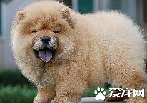 松獅犬如何訓練 需要根據松獅犬的個性進行訓練