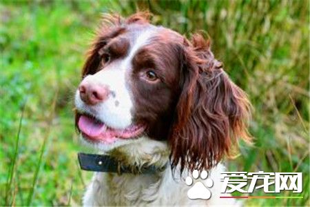 史賓格犬怎樣訓練 一種非常聰明容易訓練的狗狗