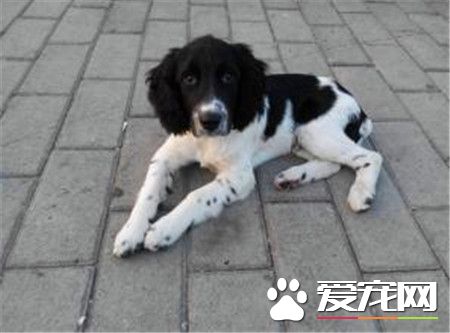 史賓格犬怎樣訓練 一種非常聰明容易訓練的狗狗