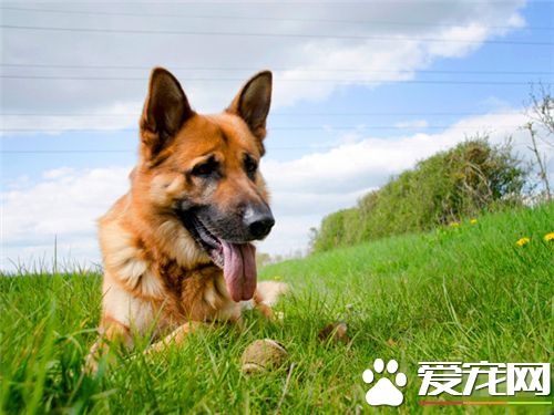 德國牧羊犬訓練科目 德國牧羊犬三種訓練方法