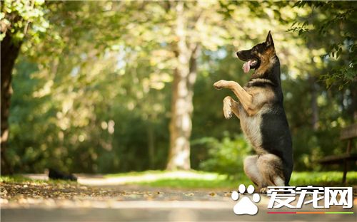 德國牧羊犬訓練科目 德國牧羊犬三種訓練方法