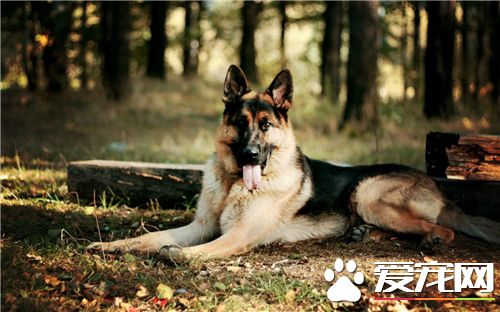 德國牧羊犬訓練科目 德國牧羊犬三種訓練方法
