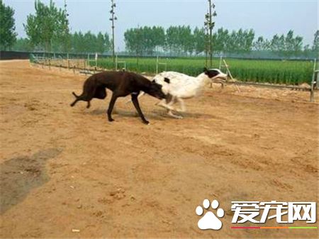 靈缇犬幾個月訓練 靈缇犬訓練黃金期