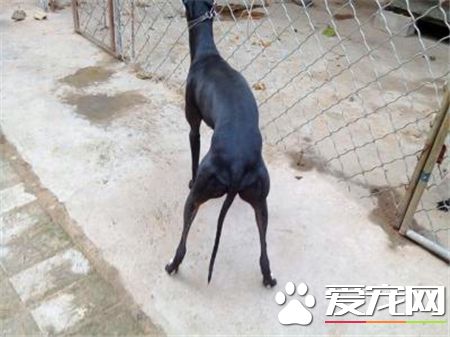 靈缇犬幾個月訓練 靈缇犬訓練黃金期