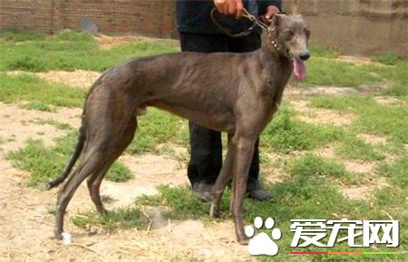 靈缇犬幾個月訓練 靈缇犬訓練黃金期