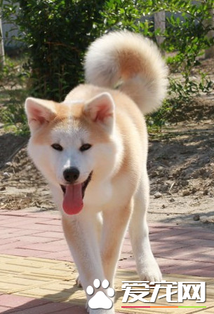 秋田犬訓練難度 秋田犬的訓練難度中等