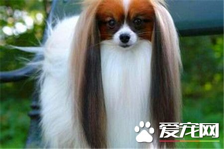 蝴蝶犬訓練難度 蝴蝶犬的三種訓練方式