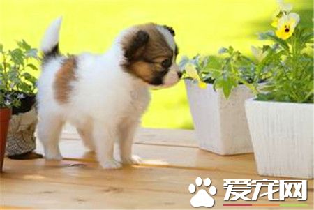 蝴蝶犬訓練難度 蝴蝶犬的三種訓練方式