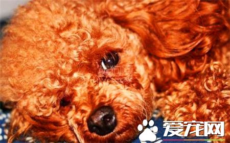 貴賓犬訓練難度 貴賓犬十分容易訓練的狗狗