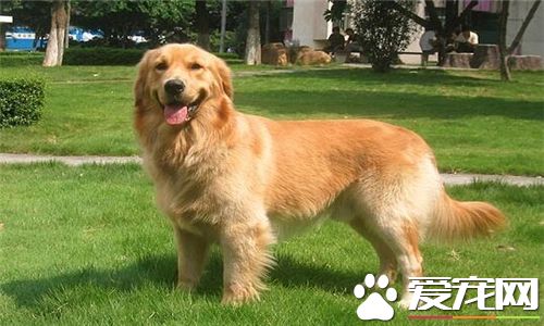 金毛尋回犬如何訓練 訓練金毛犬從小開始