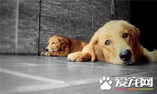 金毛尋回犬如何訓練 訓練金毛犬從小開始