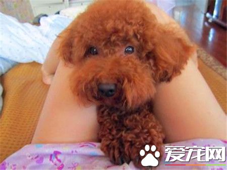 貴賓犬訓練難度 貴賓犬十分容易訓練的狗狗
