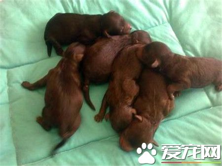 貴賓犬訓練難度 貴賓犬十分容易訓練的狗狗