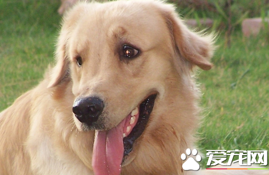 金毛尋回犬什麼時候開始訓練 一歲是最好訓練時機