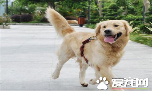 金毛尋回犬如何訓練 訓練金毛犬從小開始