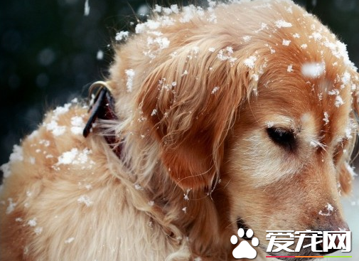 金毛尋回犬什麼時候開始訓練 一歲是最好訓練時機