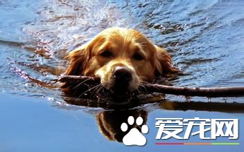 金毛尋回犬訓練難度 訓練還是有一定難度的