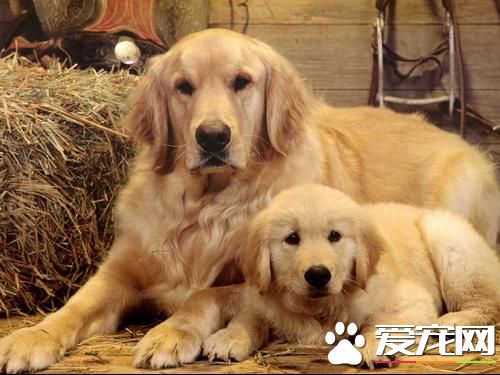 金毛尋回犬訓練難度 訓練還是有一定難度的