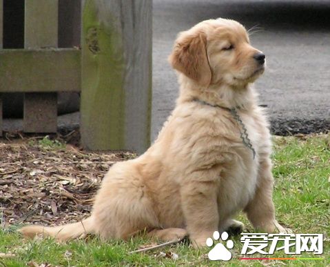 金毛尋回犬訓練難度 訓練還是有一定難度的