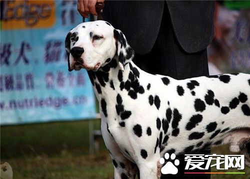 大麥町犬怎麼訓練 可以采用機械刺激訓練法