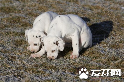 大麥町犬怎麼訓練 可以采用機械刺激訓練法