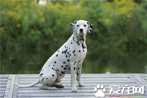大麥町犬怎麼訓練 可以采用機械刺激訓練法
