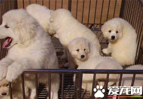 大白熊犬會護主嗎 訓練大白熊犬護主的方法