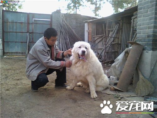 大白熊犬會護主嗎 訓練大白熊犬護主的方法