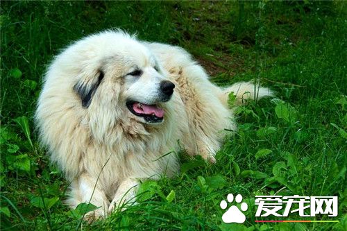 大白熊犬會護主嗎 訓練大白熊犬護主的方法